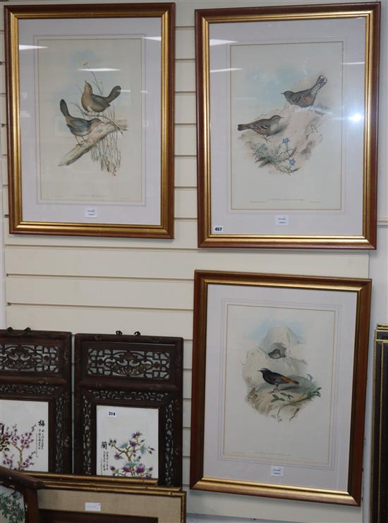 After Gould and Richter, three coloured lithographs, Ornithological studies, 50 x 34cm